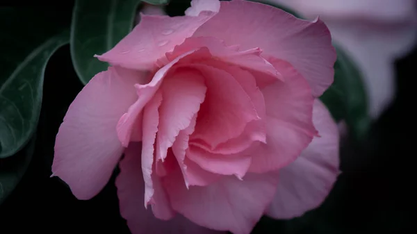 Impala Lily Pink Bignonia Fock Azalea Desert Rose Adenium Obesum — Stock fotografie