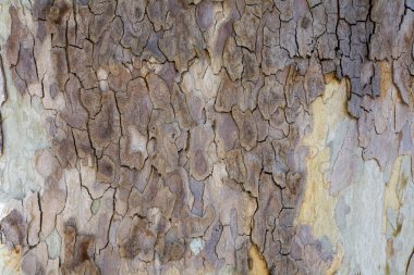 Ağaç kabuğu dokusu