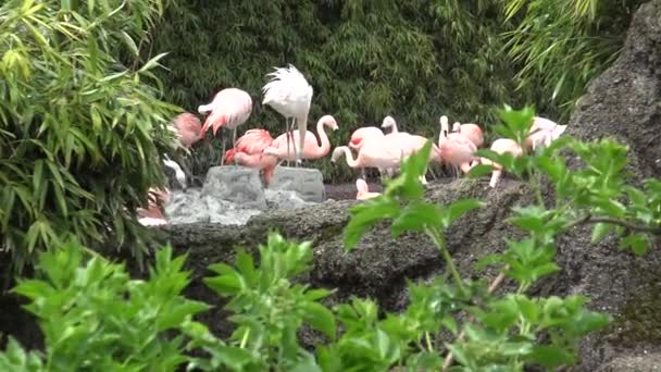 Belo Grupo Flamingos Lagoa Zoológico Zurique — Vídeo de Stock