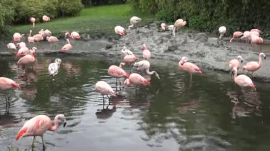 Zürih Hayvanat Bahçesi 'ndeki gölette güzel bir Flamingo grubu