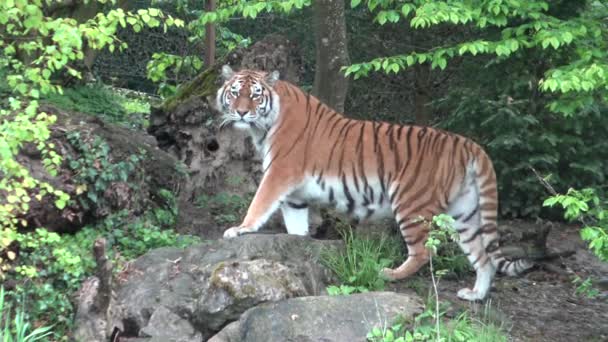 Прекрасний Тигр Йде Лісі Крупним Планом — стокове відео