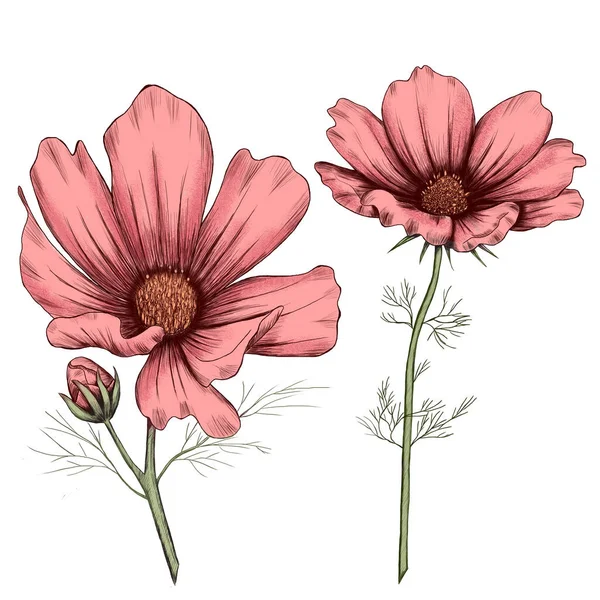 Härligt rosa kosmos blommor illustration — Stockfoto