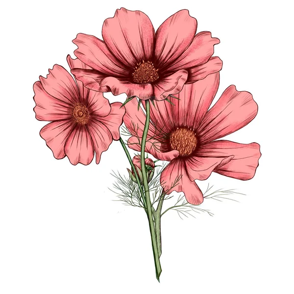 Söta rosa kosmos blommor bukett, inbjudan design — Stockfoto