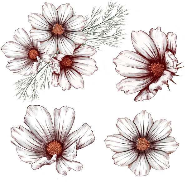 Härliga vita kosmos blommor, sommarfält blommor — Stockfoto
