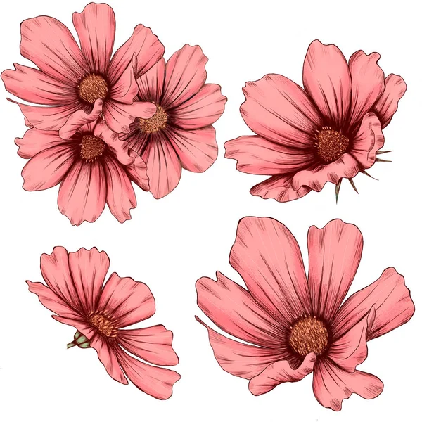 Härligt rosa kosmos blommor illustration, bröllop — Stockfoto