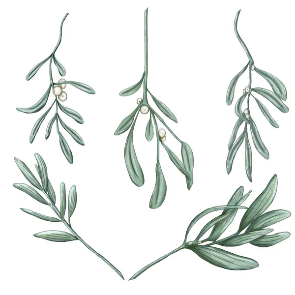 Зеленые ветви омелы, элементы домашнего декора Xmas — стоковое фото