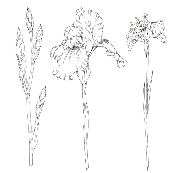 Flor de iris estilo vintage —  Fotos de Stock