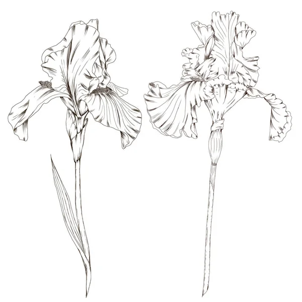 Söt iris blomma kontur skiss hem inredning element — Stockfoto