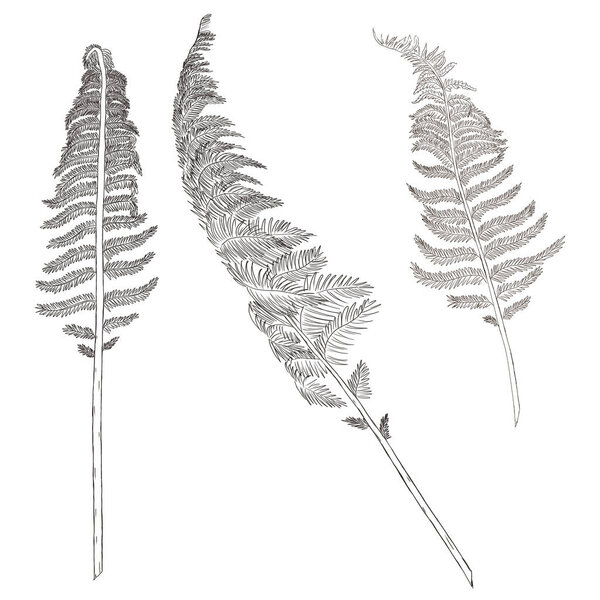 vintage style fern branch 
