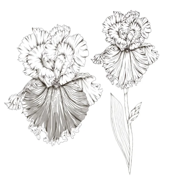 Söt iris blomma linje skiss — Stockfoto