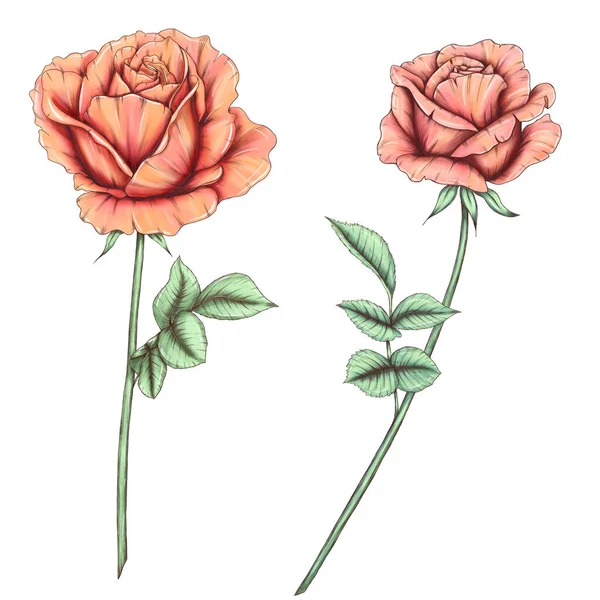 Прекрасные яркие цвета роз, элементы дизайна поздравительных открыток — стоковое фото