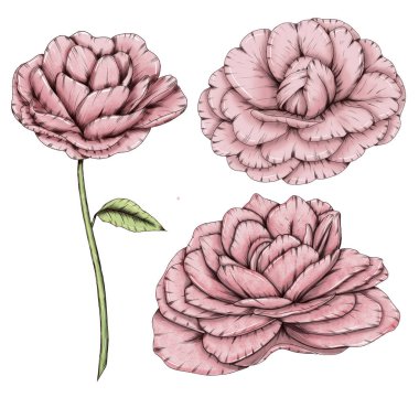  Romantik pembe kamelya çiçekleri illüstrasyon, düğün süsü çiçek unsurları