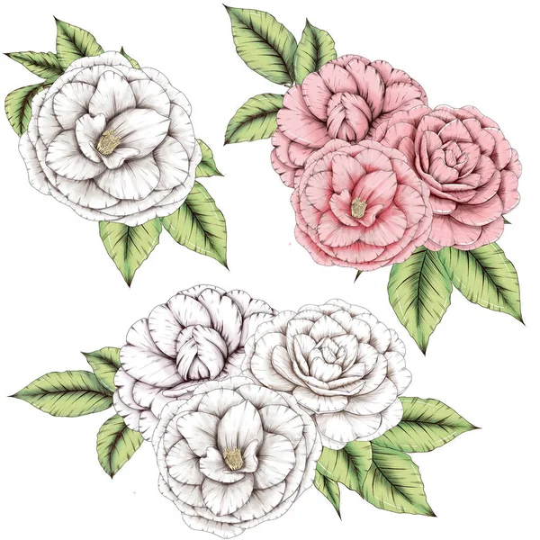 Schöne rosa und weiße Kamelien Blumensträuße, japanische Blumen — Stockfoto