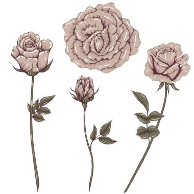 Elegant dusty roses illustration, rustic roses design elements, vintage wedding 