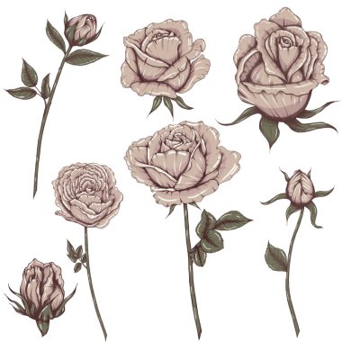Elegant dusty roses illustration, shabby roses elements, wedding decor
