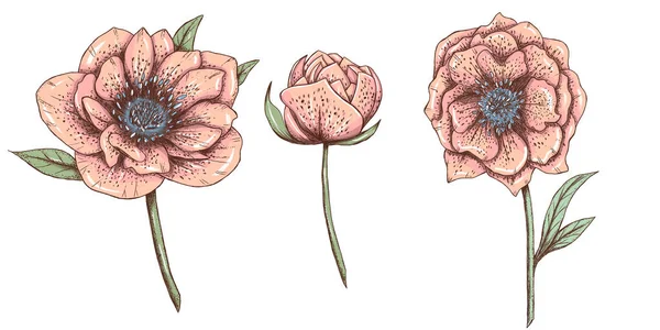 Пастельные розовые дикие цветы, свадебный розовый цветок — стоковое фото