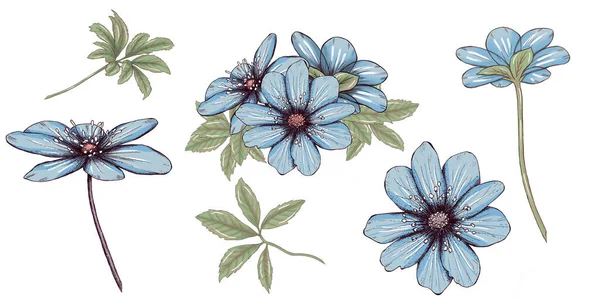 Härlig pastell blå blommor illustration, bröllop blommor — Stockfoto