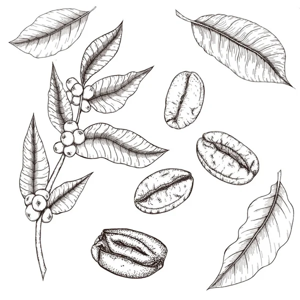 コーヒー豆とベリーの枝, — ストック写真