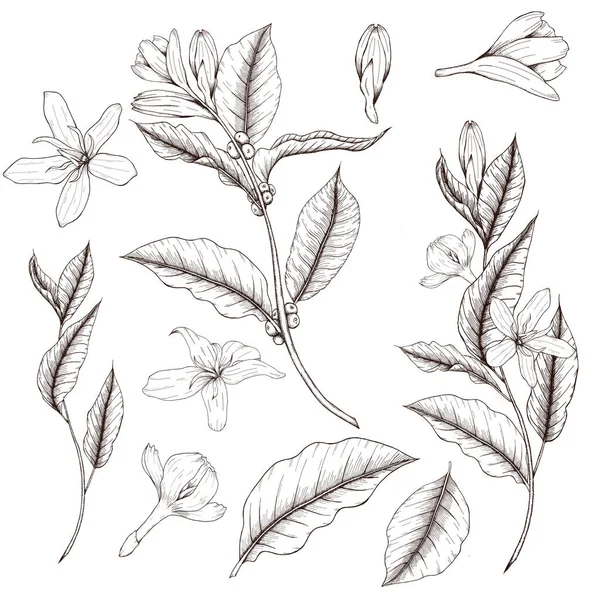 コーヒーの花と枝ウィットベリー — ストック写真