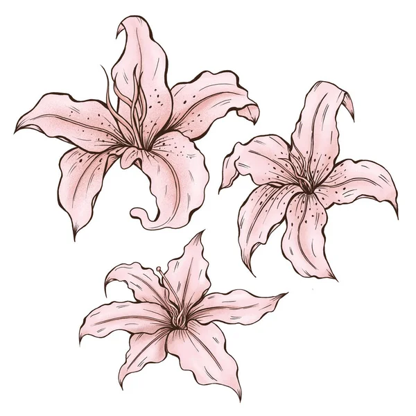 Eleganta Ljusrosa Lilja Blommor Sommar Trädgård Botanica Bröllop Designelement — Stockfoto