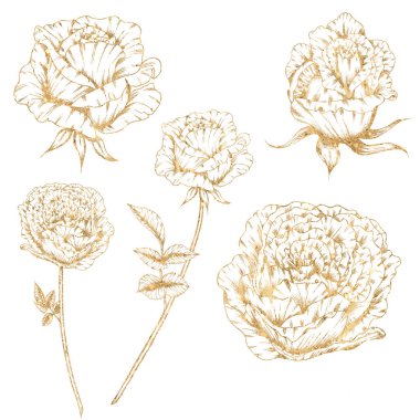 Altın çizgili çiçekler, altın güller, düğün tasarım elementleri, çiçek çizimleri.