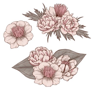 Şirin pembe bej rengi yabani çiçekler, kır çiçekleri, orman çiçekleri, trollius helleborum, vahşi botanik, düğün tasarım elementleri.