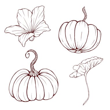 Şirin balkabakları, el çizimi sonbahar tasarımı elementleri, mutlu sonbahar, güzel bir şükran günü, eski tarz cadılar bayramı parçaları, retro balkabağı çizimi