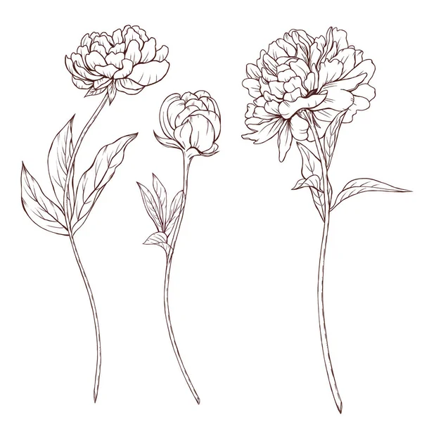 Flowers Stems Sketch Blooming Peonies Line Art Black Botanica Vintage — Stock Photo, Image