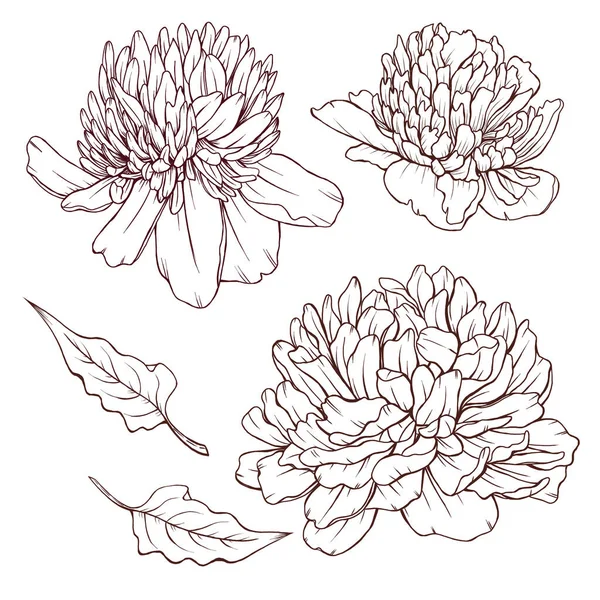 Elegant black peonies sketch, blooming summer flowers drawing, hand drawn peony, leaves, botanical illustration
