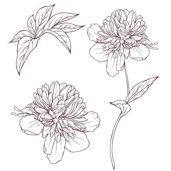 有茎素描的花 盛开的牡丹线艺术 黑色植物 老式花卉插图 — 图库照片