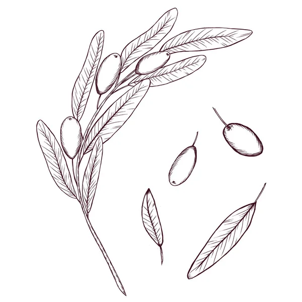 올리브 스케치 올리브 나뭇잎 스타일의 식물학적 디자인 — 스톡 사진