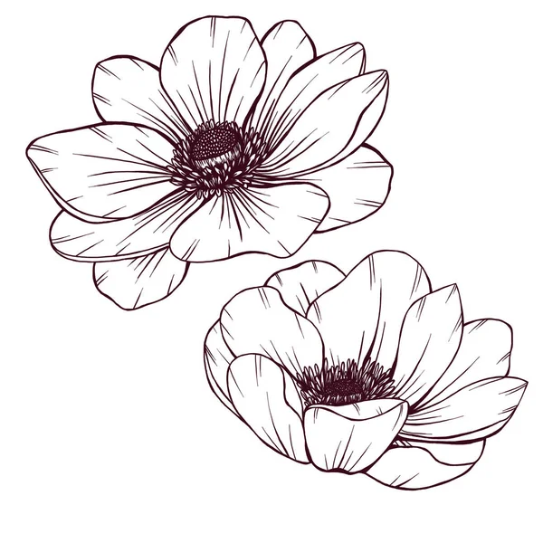 Wild Anemone Flower Sketch Woodland Florals Line Art Black Lines — Stock Photo, Image