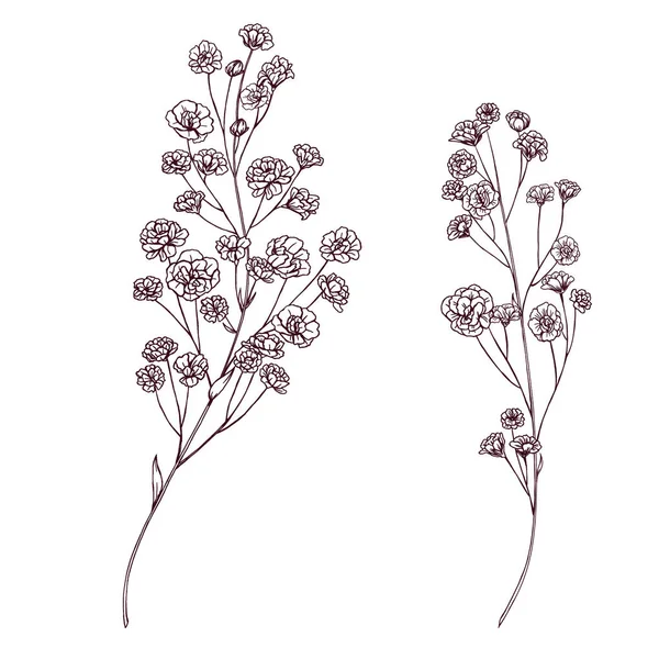 Garden Gypsophylla Flowers Sketch Black Line Small White Florals Illustration — Stock Photo, Image