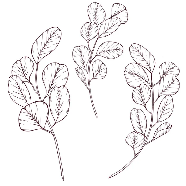 Silver Dollar Eucalyptus Branches Sketch Isolated Wedding Greenery Design Elements — Stock Photo, Image