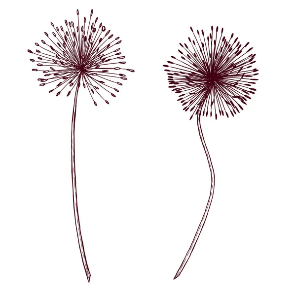 Black Wild Onion Flower Rustic Wedding Design Element Dried Flowers — Stock Fotó