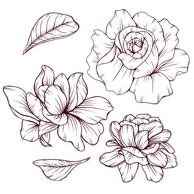 Yapraklı zarif gardenya çiçekleri, narin taç yaprakları, muhteşem gül çizimleri, kırsal bahçe düğün tasarımı unsurları.