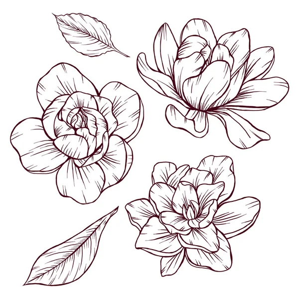 Elegant Gardenia Flowers Leaves Sketch Delicate Petals Gorgeous Floral Illustration — Stock Photo, Image