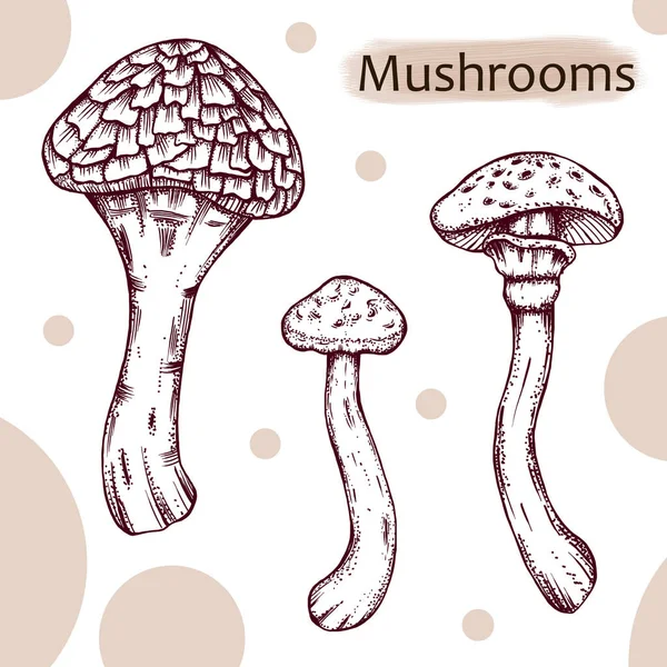 Monochrome Armillaria Ostoyae Honey Mushroom Sketch Винтажный Стиль Лесных Грибов — стоковое фото