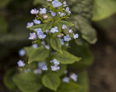 Açık mavi, unut beni. Fotoğraf yok, küçük yaz çiçekleri, yaz bahçesi hatırası resmi yok.