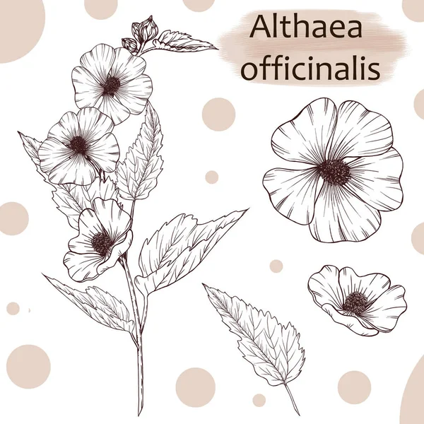 Althaea Officinalis Illusztráció Gyógynövények Vázlat Nyári Vad Virág Fekete Rajz Jogdíjmentes Stock Fotók