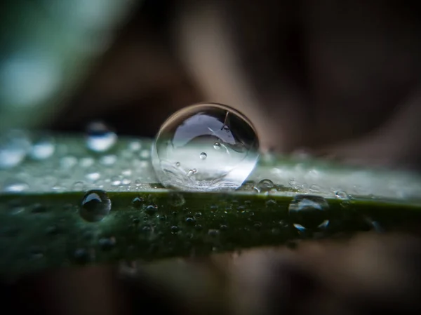 草の小さな杖の上に横たわる水の滴 — ストック写真