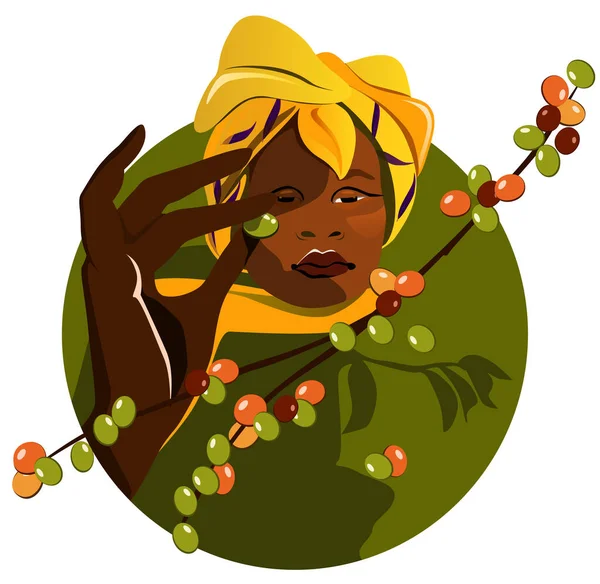 Africká žena sklízí kávu z větve. Kafe farmu. Nádherný žlutý turban. Vektorová ilustrace plochý design. — Stockový vektor