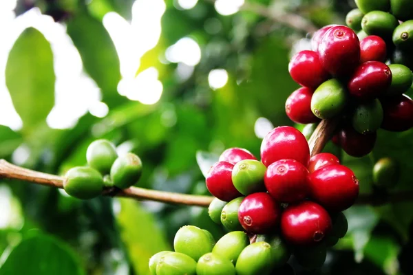 Cerejas de café . — Fotografia de Stock