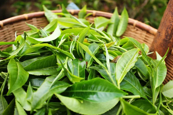 新鮮な茶葉のバスケットに. — ストック写真