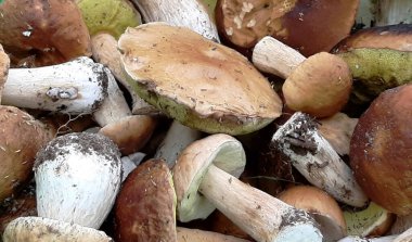 Boletus edulis - Beyaz Mantar Bir sürü Porcini mantarı