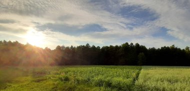 Yeşil orman ve sebze bahçeleri, ormanda patates ve yulaf ile gökyüzüne karşı gün batımından önce bulutlar.