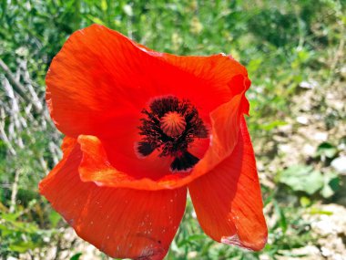 Kırmızı gelincik çiçeği yeşil arkaplanı kapatır