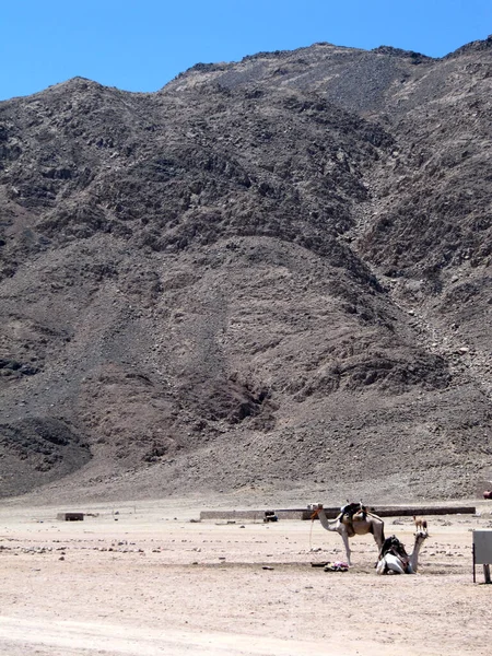 Egypten Kameler Berget Öknen — Stockfoto