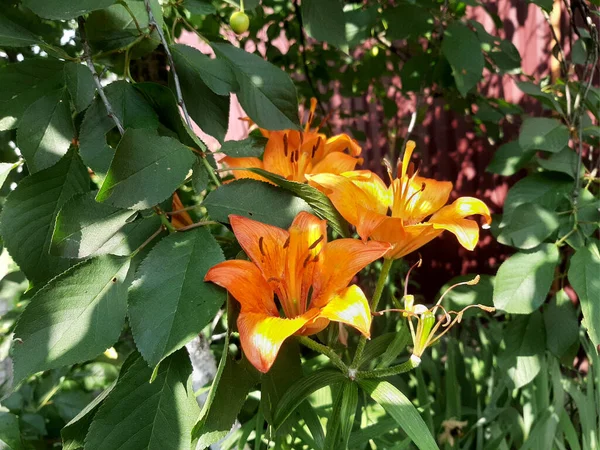 Tiger lily - Lilium lancifolium. Group of orange lilies among cherry leaves.