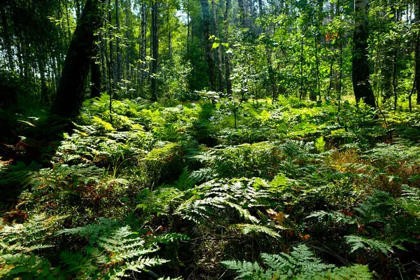 Der Farn Wächst Zwischen Den Birken Wald Dichtes Grün Aus Stockbild